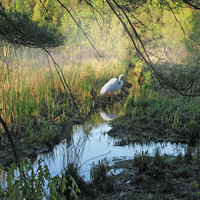 Marsh with Heron Mist